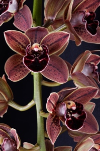 Cymbidium Charles Weckerle Thrun TAB HCC/AOS 77 pts.